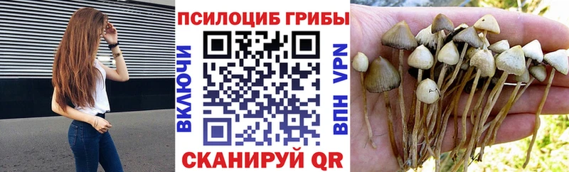 mega tor  Кимры  Галлюциногенные грибы мицелий  купить  